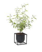 Billede af Audo Copenhagen Kubus Flowerpot 14 14x14 cm - Sort 
