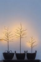 Billede af Sirius Noah Træ m/80 LED lys H: 100 cm - Warm White 