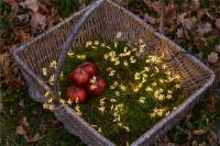 Billede af Sirius Trille Lyskæde med 125 LED Lys - Grøn