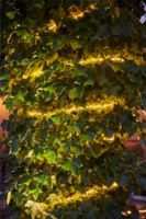 Billede af Sirius Top-Line Ropelight Start Set 100 LED Lys