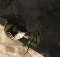 Billede af Audo Copenhagen Cresco Propagation Vases 2 stk - Brown/Clear Glass