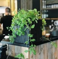 Billede af Squarely Copenhagen GrowON 22x22 cm - Black Ash