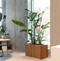 Billede af Squarely Copenhagen GrowLARGE 90x45 cm - Dark Oak