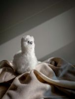 Billede af Elvang Teddy Alpaca - Beige FORUDBESTIL: FEBRUAR 2026