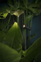 Billede af Lampefeber Palosanto B 5x2/90 Havelampe H: 90 cm - Sort