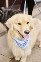 Billede af HAY Dogs Scarf 55x55 cm - Light Blue