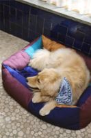 Billede af HAY Dogs Scarf 55x55 cm - Light Blue