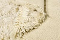 Billede af Rezas Snow White Plain Gulvtæppe 240x170 cm - Ivory